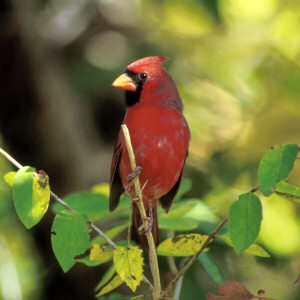 Illinois State Bird - The Cardinal