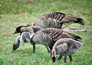 The Hawaiian Goose or Nene, Branta sandvicensis, is a species of goose endemic to the Hawaiian Islands. 