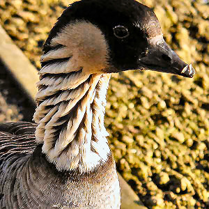 The Hawaiian Goose or Nene, Branta sandvicensis, is a species of goose endemic to the Hawaiian Islands. 