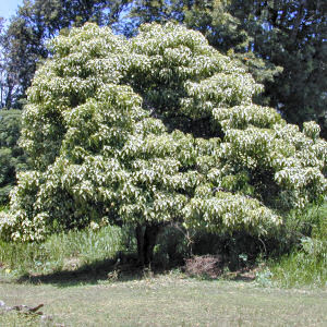 On May 1, 1959, with Joint Resolution No. 3, the 30th Territorial Legislature of Hawai'i approved the kukui, or candlenut tree (Aleurites moluccana), as the official tree of the State of Hawai'i.