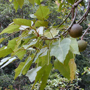 On May 1, 1959, with Joint Resolution No. 3, the 30th Territorial Legislature of Hawai'i approved the kukui, or candlenut tree (Aleurites moluccana), as the official tree of the State of Hawai'i.