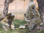 Honolulu Zoo - White-handed Gibbons