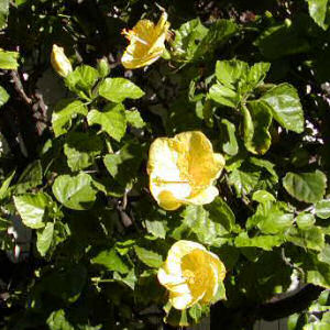 Hawaii State Flower