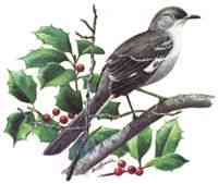 Florida State Bird- The Mockingbird