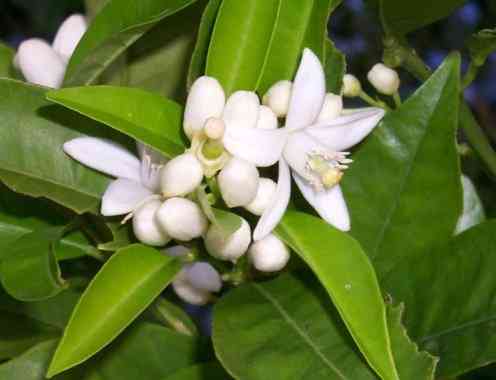 Florida State Flower - Orange Blossom